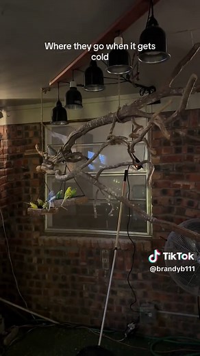 #diy #koipond #parakeet #aviarybirds #outdoor #patio #aviary #koi #watergarden #pond #iguana