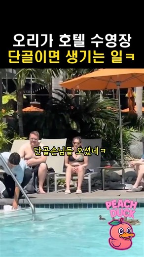 오리가 호텔수영장 단골이면 생기는 일ㅋㅋ