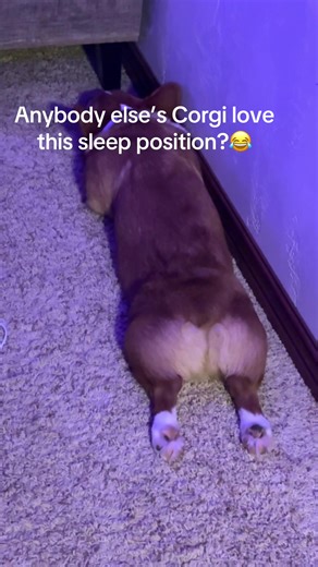 Corgi's Adorable Sleep Position
