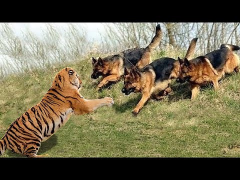 9 Moments Wild Animal Attacks Caught On Camera 2022
