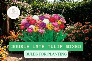 30 Mixed Double Late Tulips Bulbs | Colorful Spring Flower | Fragrant Double Bloom Tulip Mix for Gardens & Borders - Etsy