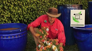 Watch Supertunia Honey ﹙Petunia﹚ Live Plant, Orange and Yellow Flowers, 4.25 in. Grande on Amazon Live