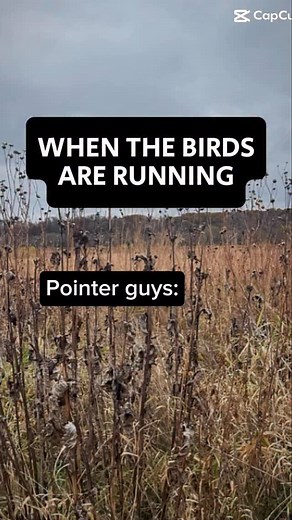 10K views · 913 reactions | This oughta rile a few guys up!! #pheasanthunting #pheasant #upland #hunting #hunt #birddog #gundog #dog #yourdogsucks #lab #pointer #gsp #jokes | Cock Patrol | Facebook