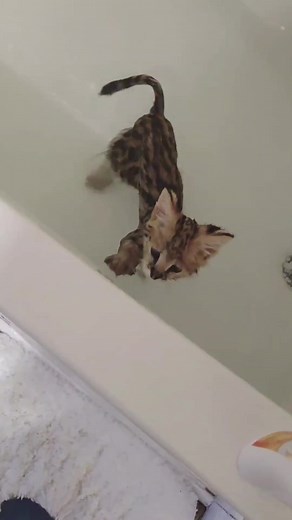 KAIDA the SERVAL on TikTok