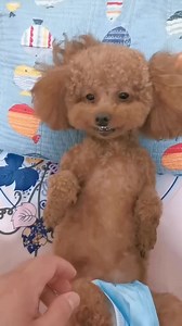 Perfect shoot 🥰❤ #poodlepuppy #poodlelove #poodle #poodlemix #poodlesofinstagram #reelsfb #reelsusa #reelsvideo | Poodle Lover
