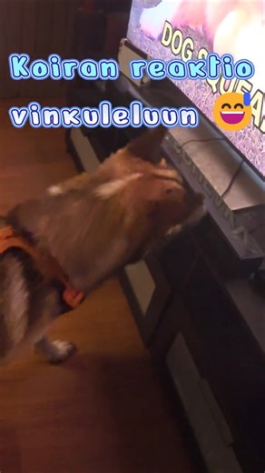 Koiran reaktio vinkuleluun 😅 Ticon pää ei pysy paikallaan!
