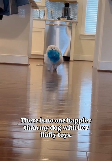 Fluffy Dogs That Will Melt Your Heart