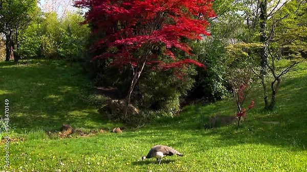Indian peafowl (Pavo cristatus), peahen foraging in a Japanese garden