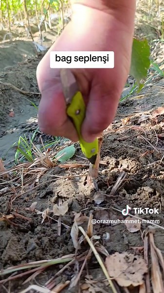 Planting Techniques for a Thriving Garden