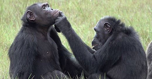 Chimps Catch Insects to Put on Wounds. Is It Folk Medicine?