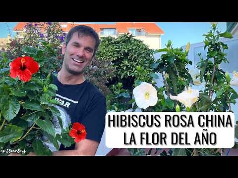 HIBISCUS PLANT GROWING TIPS