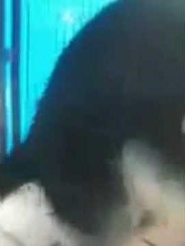 Wolves Den Ranch German Shepherds Mate