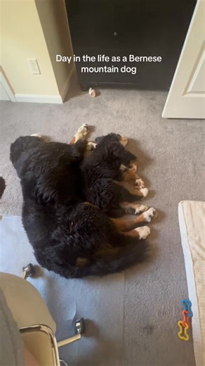 Day in the life throwback video #bernese #bernesemountaindoglovers #BerneseMountainDog | Walt and Gus The Bernese Mountain Dogs