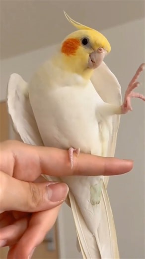 Cute Birds Channels on Instagram: "“Tiny bird, huge attitude. 💅🐤” #Cockatiel #CockatielsOfInstagram #PetCockatiel #CuteCockatiel #CockatielLove #CockatielLife #CockatielDaily #MyCockatiel #CockatielGram #CockatielVibes #instagram #instagood #love #like #photography #follow #instadaily #photooftheday"