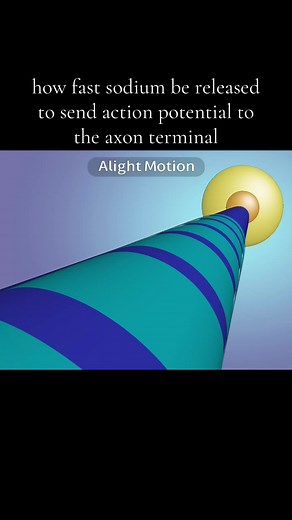 Biology: Neuron Action Potential Explained
