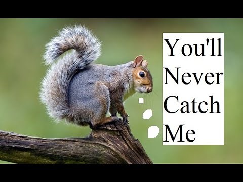 Squirrel Detector - Trigger an output with AI - Raspberry Pi with Tensorflow and the BrainCraft Hat