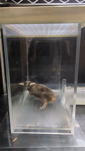 ダマラランドデバネズミ