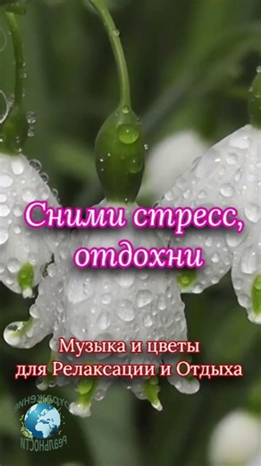 Спокойная музыка без слов и красивые цветочные поляны для релакса, расслабления, сна #релакс #цветы