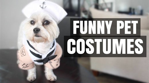 My dog trying on Halloween costumes! (8 funny pet costumes 2017)