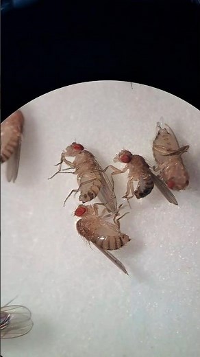 Drosophila melanogaster #genetics#lab #microscope #drosophila #research