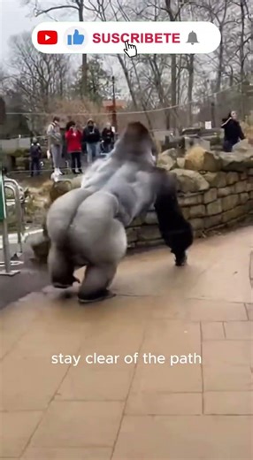 Escaped Gorilla Sends Shockwaves Through Zoo Crowd