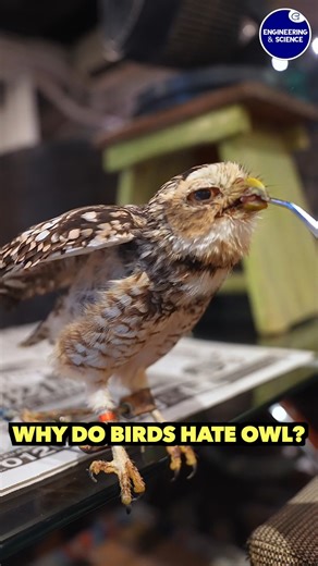 Why Do Birds Hate Owl? | Engineering & Science