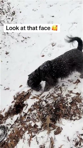 mini schnauzer puppies for adoption