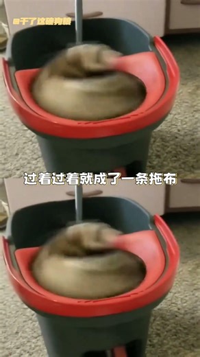 这小玩意儿怎么那么可爱啊 #动物 #雪貂 #萌 #可爱