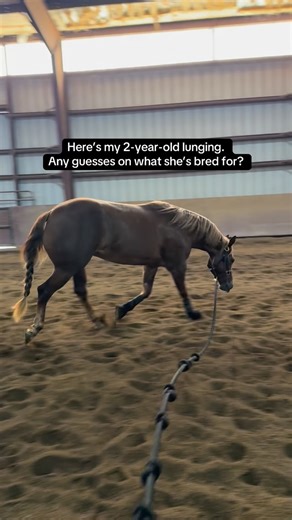 🔥🔥🔥I’m excited to show this one! - - - #horsegirl #aqha #nrha #horsegirlenergy #barnlife #horsegirlbrand #barnlife #showlife #horses #quarterhorse #horsegirlbrand | Horse Girl Brand