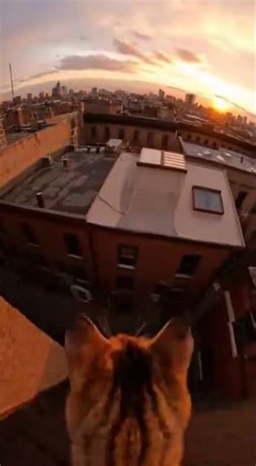 Epic Rooftop Run — Cats Parkour POV! 🐈🏙️