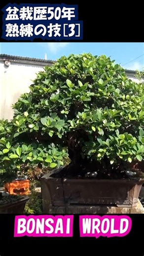 盆栽歴50年熟練の技[3] #bonsai #オオハマボウ #ガジュマル#文化盆栽園#ブーゲンビレア#ハリツルマサキ#琉球盆栽