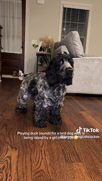 Raising a Bird Dog: Tips for Young Owners