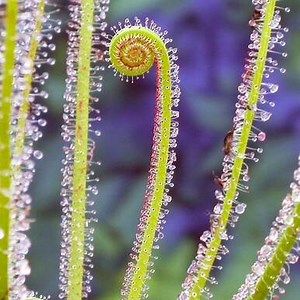 Drosera filiformis