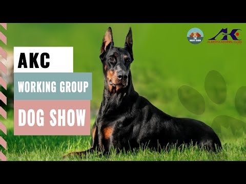 AKC Working Group Dog Show 2025 | Full Breed Lineup & Winner Reveal