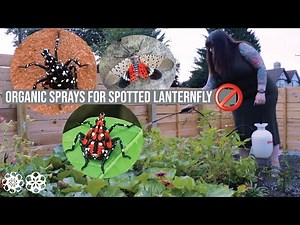 Organic Spray Treatment for Spotted Lanternfly