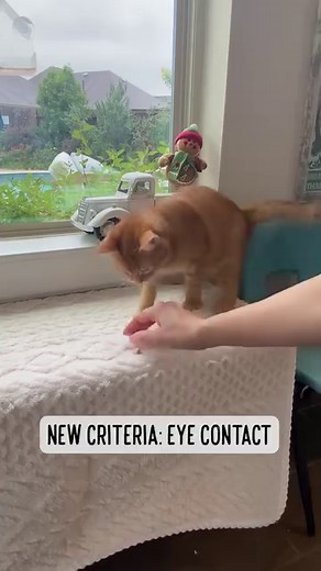 35K views · 2.1K reactions | Cat and Impulse Control -->> Watch a full video | Bordernerd | Facebook