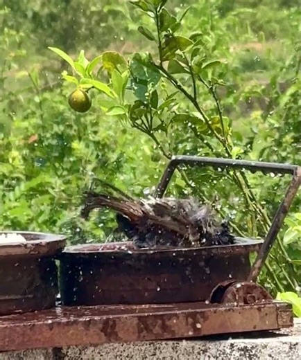 කොන්ඩ කුරුල්ලා (Konda kurulla)-Red-vented Bulbul #birds#nature#wildlife#animals#srilanka#🐥☘️💚🌳
