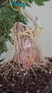 Cultivated with care for my mom, who battles Parkinson's, this plant embodies both strength and serenity. Blue C-Birdie is a limited-edition medicinal autoflower from @_mephistogenetics , blending Blue Auto CBD with Ravenberry. Expect a balanced hybrid with a 1:1 CBD:THC ratio, offering sweet berry notes, a hint of spice, and a calming effect—ideal for easing tremors and uplifting the spirit. This strain is part of Mephisto's medicinal line, designed for those seeking therapeutic benefits withou