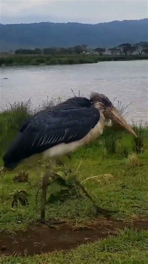 The Mighty Marabou Stork | Africa's Most Misunderstood Giant #wildlife