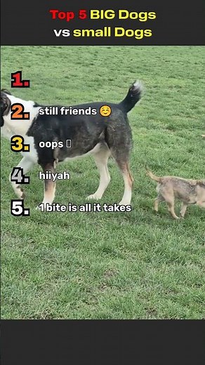 Top 5 Big Dogs vs Small Dogs