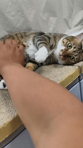 🤳 早安 #貓 #白襪 | 旺福貓的日常