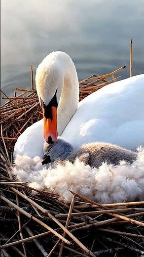 Swan and Cygnet Lake Nest