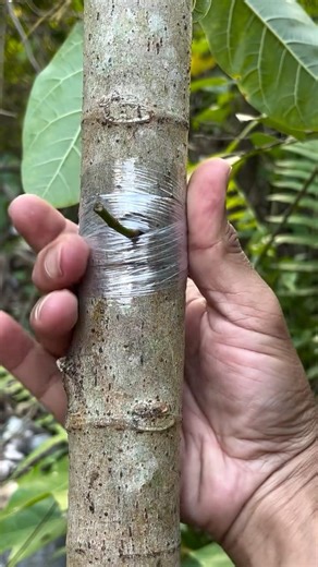 Learning a simple tree grafting technique ✨#grafting #plants #gardening #nature #plantlover