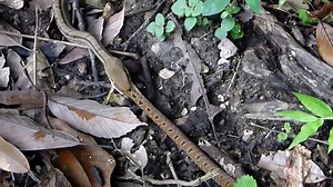 Terrible combat entre 2 serpents... Impressionnant