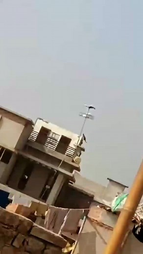 Watch This Cat Jump Off a Building Ledge