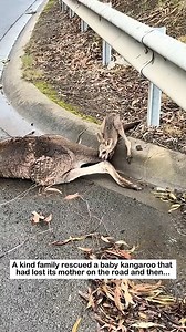 Rescued a baby kangaroo #lovestory #animals #wildliferescue #cute #rescue #wildlife #kangaroo #love | Forest Life