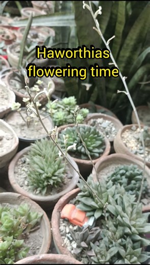 Haworthias flowering time #shortsvideo #bloomwithsi