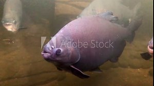 The tambaqui (Colossoma macropomum) is a large species of freshwater fish in the family Serrasalmidae. It is also known by the names black pacu, black-finned pacu, giant pacu, cachama, gamitana, pacu