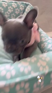 14 reactions | Caption this! Sushi Edmond Oklahoma #aerobics #whackamole #keyboardist #riverdance #frenchbulldog #frenchiepuppy #frenchie #puppy #puppyplaytime #tuesday #TacoTuesday #tuesdaymotivation | Oklahoma French Bulldogs | Facebook