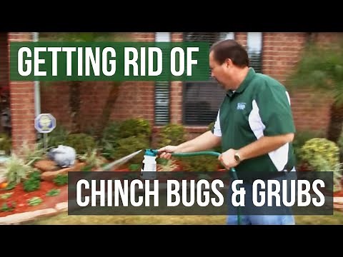 How to Get Rid of Chinch Bugs and Grubs (4 Easy Steps)